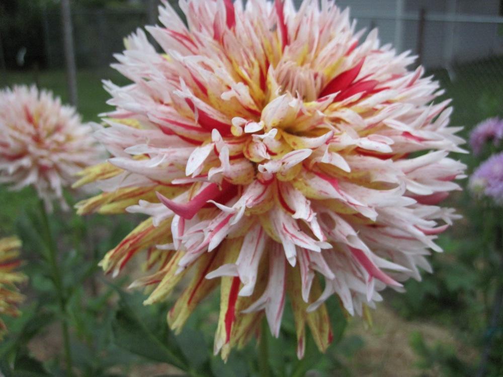 Photo of Dahlia 'Hollyhill Six in One' uploaded by psudan