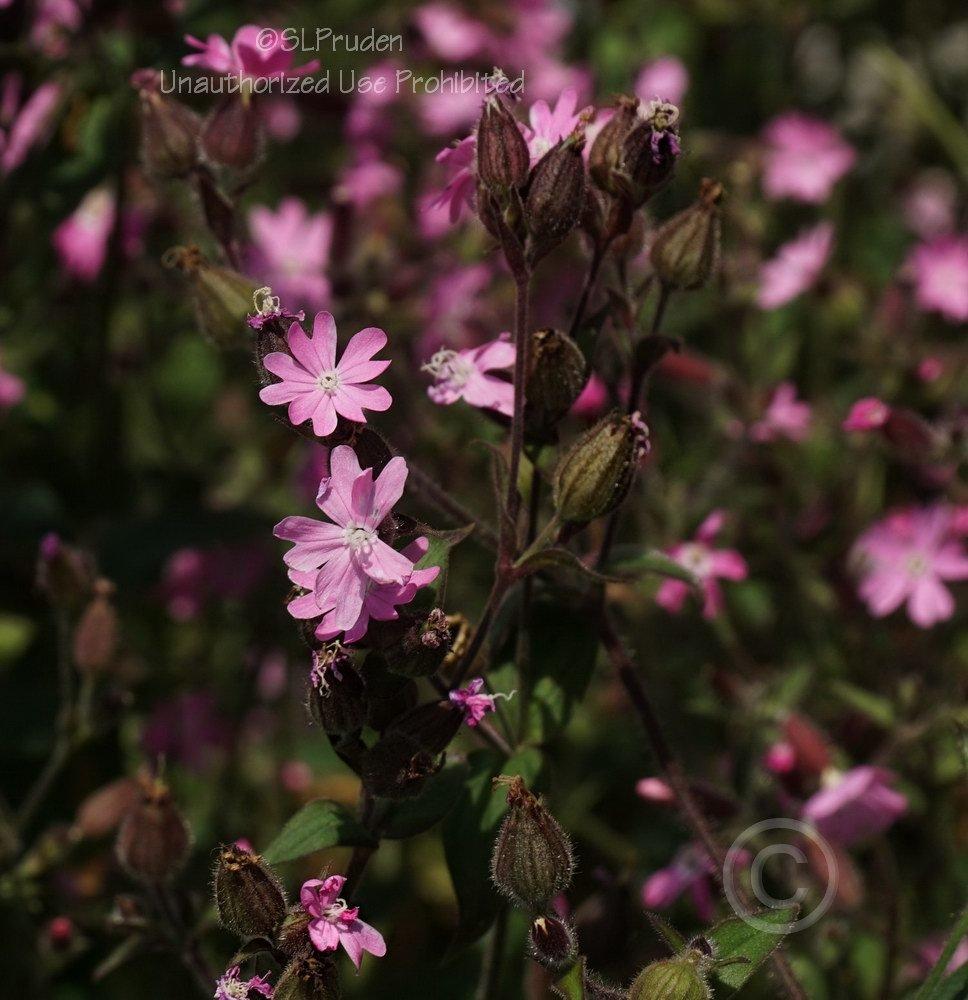 Photo of English Maiden (Silene dioica) uploaded by DaylilySLP