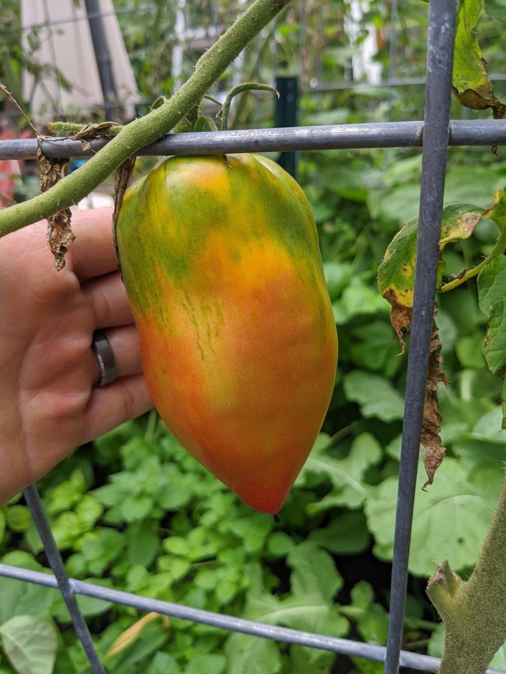 Photo of Tomato (Solanum lycopersicum 'San Marzano Redorta') uploaded by Hammerojustice