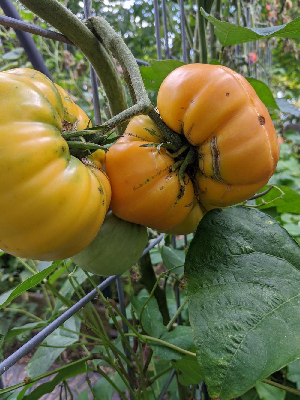 Photo of Tomato (Solanum lycopersicum 'Hillbilly') uploaded by Hammerojustice
