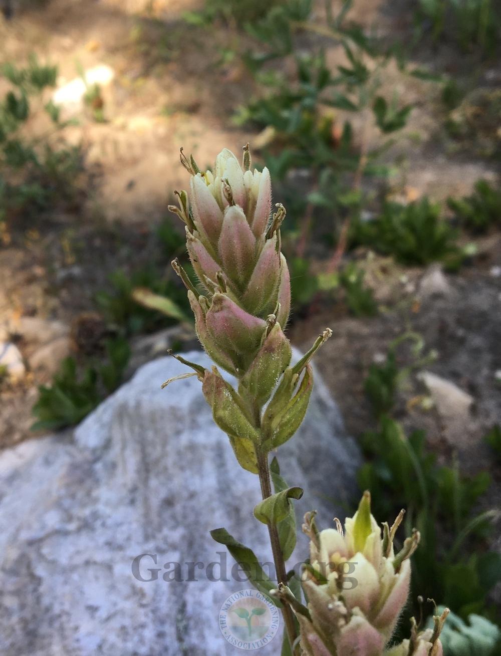 Photo of Alpine Paintbrush (Castilleja rhexifolia) uploaded by BlueOddish