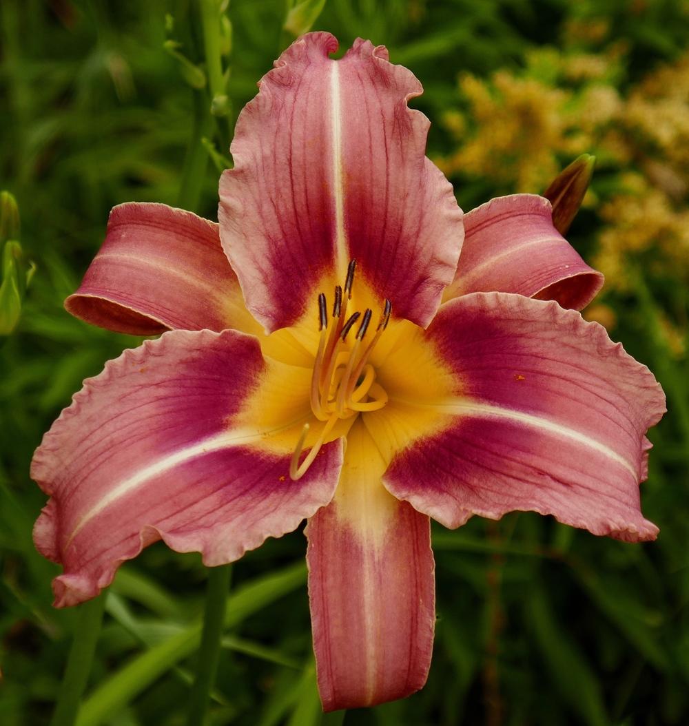 Photo of Daylily (Hemerocallis 'Compass Rose') uploaded by Charlemagne