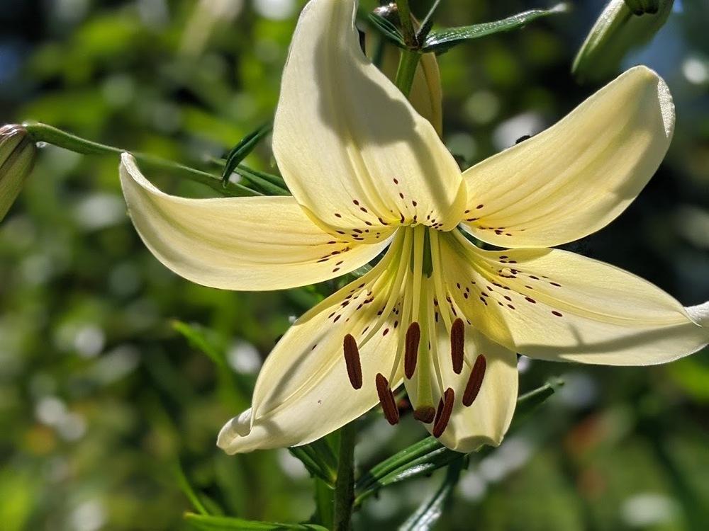 Photo of Lily (Lilium 'Sterling Star') uploaded by Joy