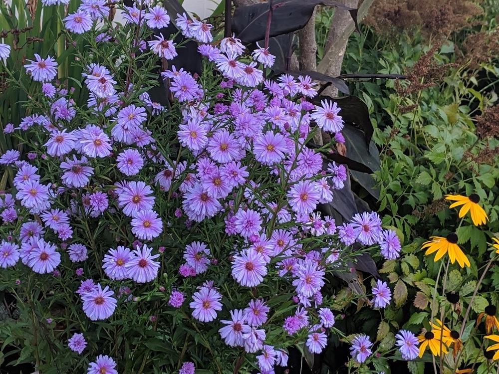 Photo of New England Aster (Symphyotrichum novae-angliae 'Purple Dome') uploaded by Joy