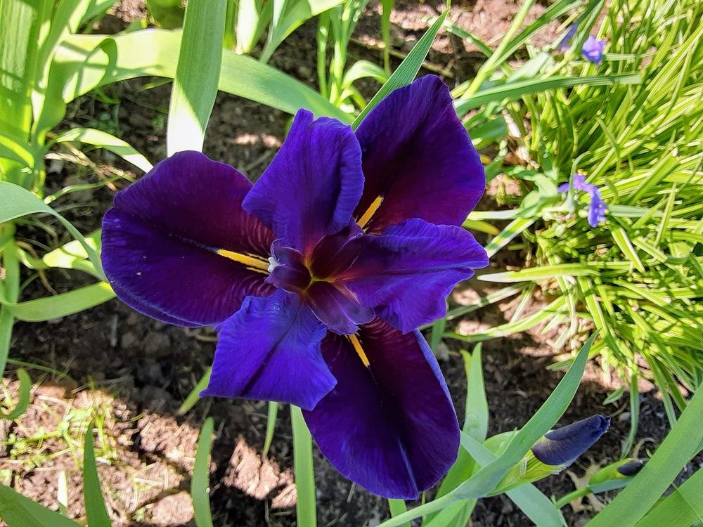 Photo of Louisiana Iris (Iris 'Black Gamecock') uploaded by davedye1