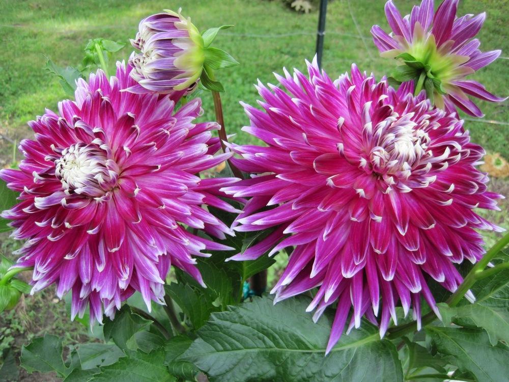 Photo of Dahlia 'Vancouver' uploaded by psudan