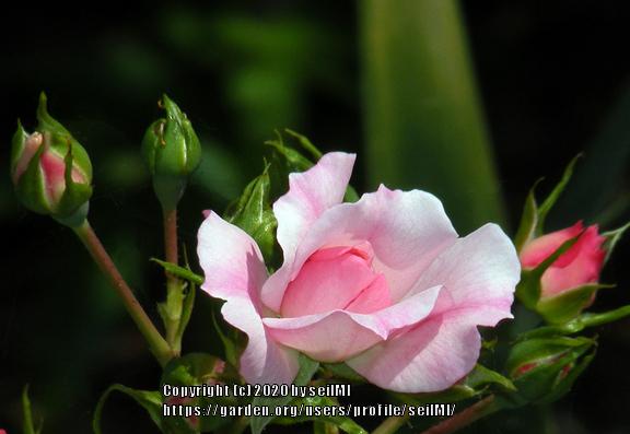 Photo of Rose (Rosa 'Flower Carpet Apple Blossom') uploaded by seilMI