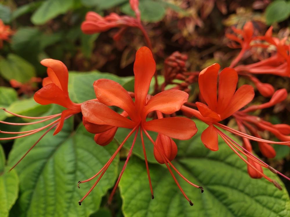 Photo of Flaming Glory Bower (Clerodendrum speciosissimum) uploaded by CBJoyce