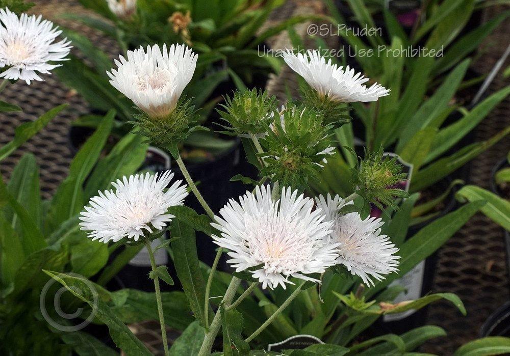 Photo of Stokes' Aster (Stokesia laevis 'Divinity') uploaded by DaylilySLP