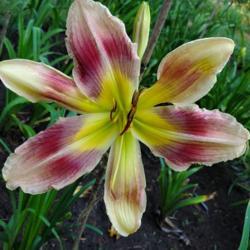 Location: My home
Date: 2020-07-20
daylily "incense and peppermints"