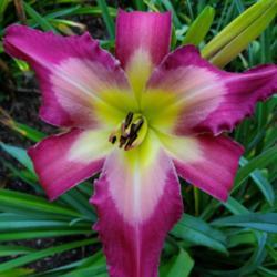 Location: My home
Date: 2020-07-25
daylily "white eyes pink dragon"