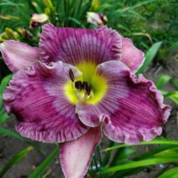 Location: My home
Date: 2020-07-26
Daylily "paw print"