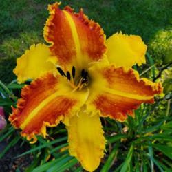 Location: My home
Date: 2020-07-24
daylily "Horns"