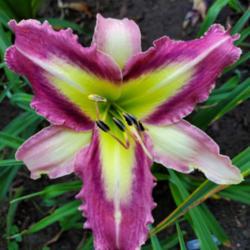 Location: My home
Date: 2020-07-25
daylily "time stopper"