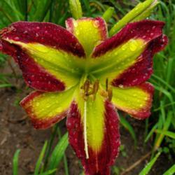 Location: My home
Date: 2020-08-02
daylily "phill Warbasse"