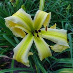 Location: My home
Date: 2020-07-07
daylily "heavenly flight of angels"