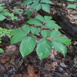 Location: Gathland State Park, MD
Date: 2020-07-31
In a patch about 8 feet each way, in forest, along Appalachian Tr