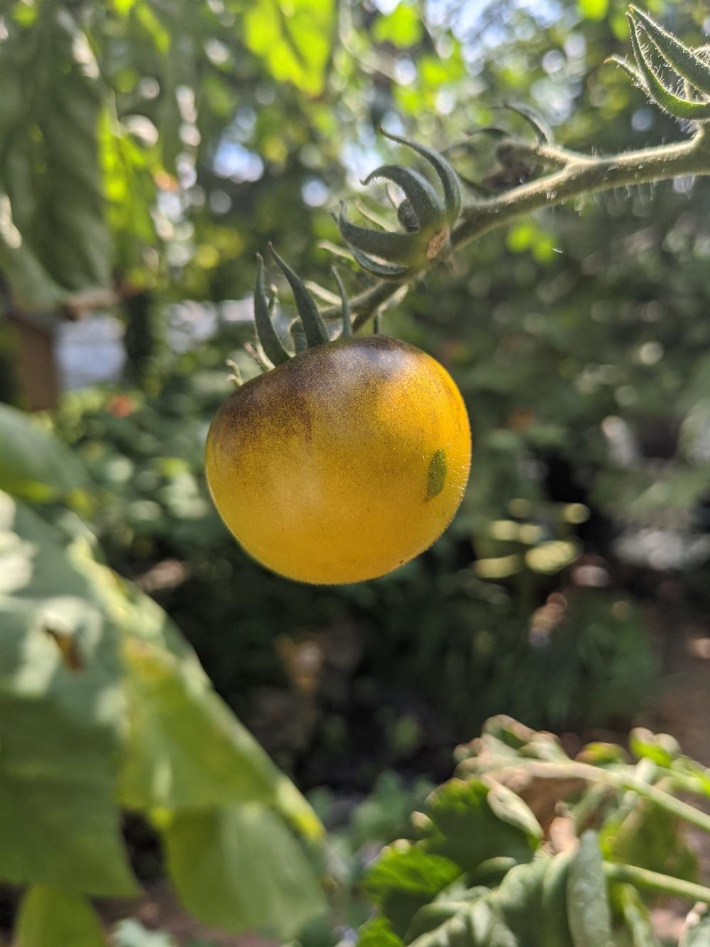 Photo of Tomato (Solanum lycopersicum 'Wagner Blue Green') uploaded by Hammerojustice