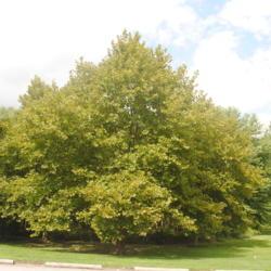 Location: Thorndale, Pennsylvania
Date: 2020-08-17
maturing tree in park