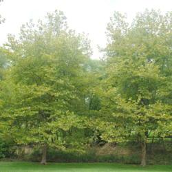 Location: Thorndale, Pennsylvania
Date: 2020-08-17
two maturing trees in a park