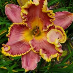 Location: My home
Date: 2020-07-27
daylily "forever the optimist"