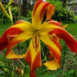 Location: My home
Date: 2020-07-27
daylily "thin man"