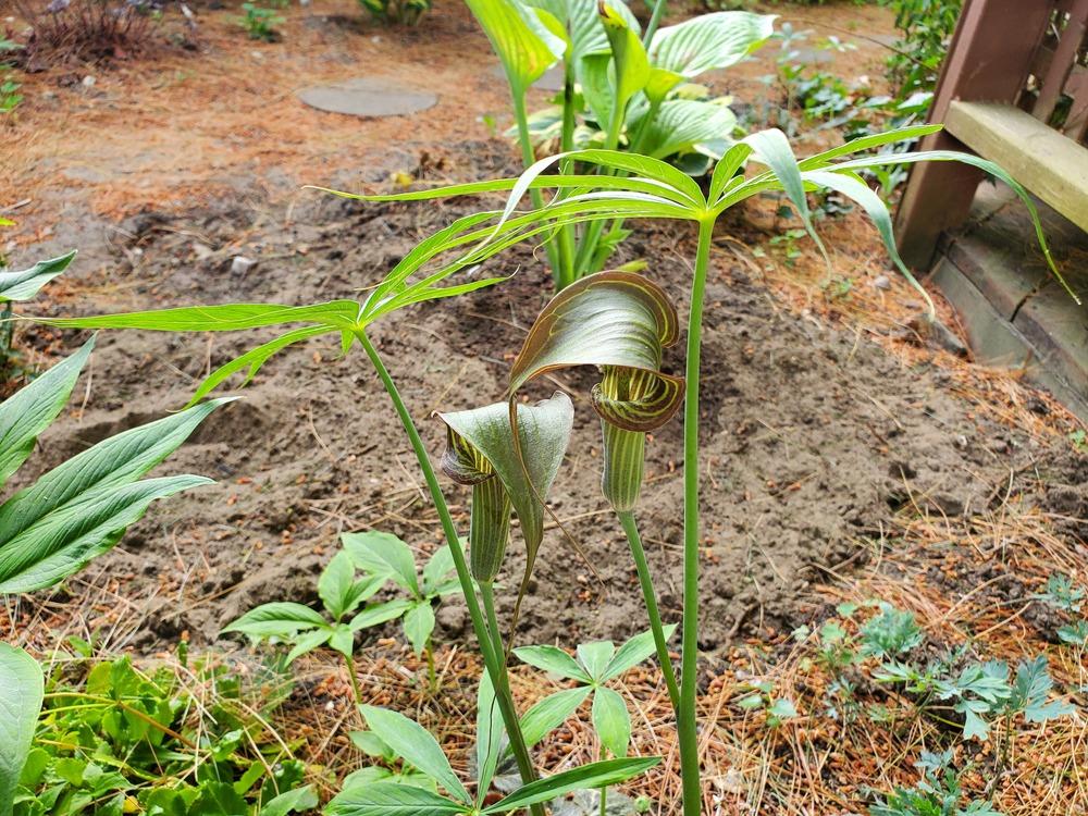 Photo of Himalayan Cobra Lily (Arisaema ciliatum) uploaded by K_Sauer