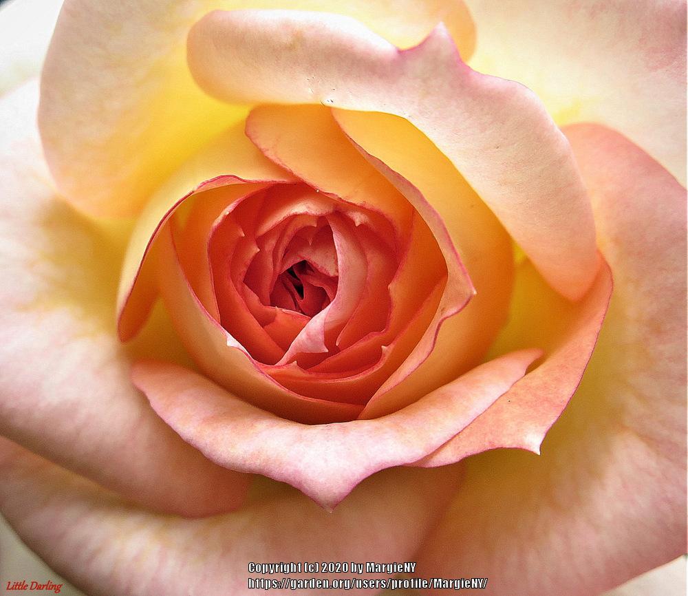 Photo of Rose (Rosa 'Little Darling') uploaded by MargieNY