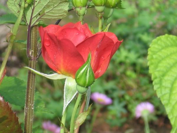 Photo of Floribunda Rose (Rosa 'Cinco de Mayo') uploaded by Yorkshirelass