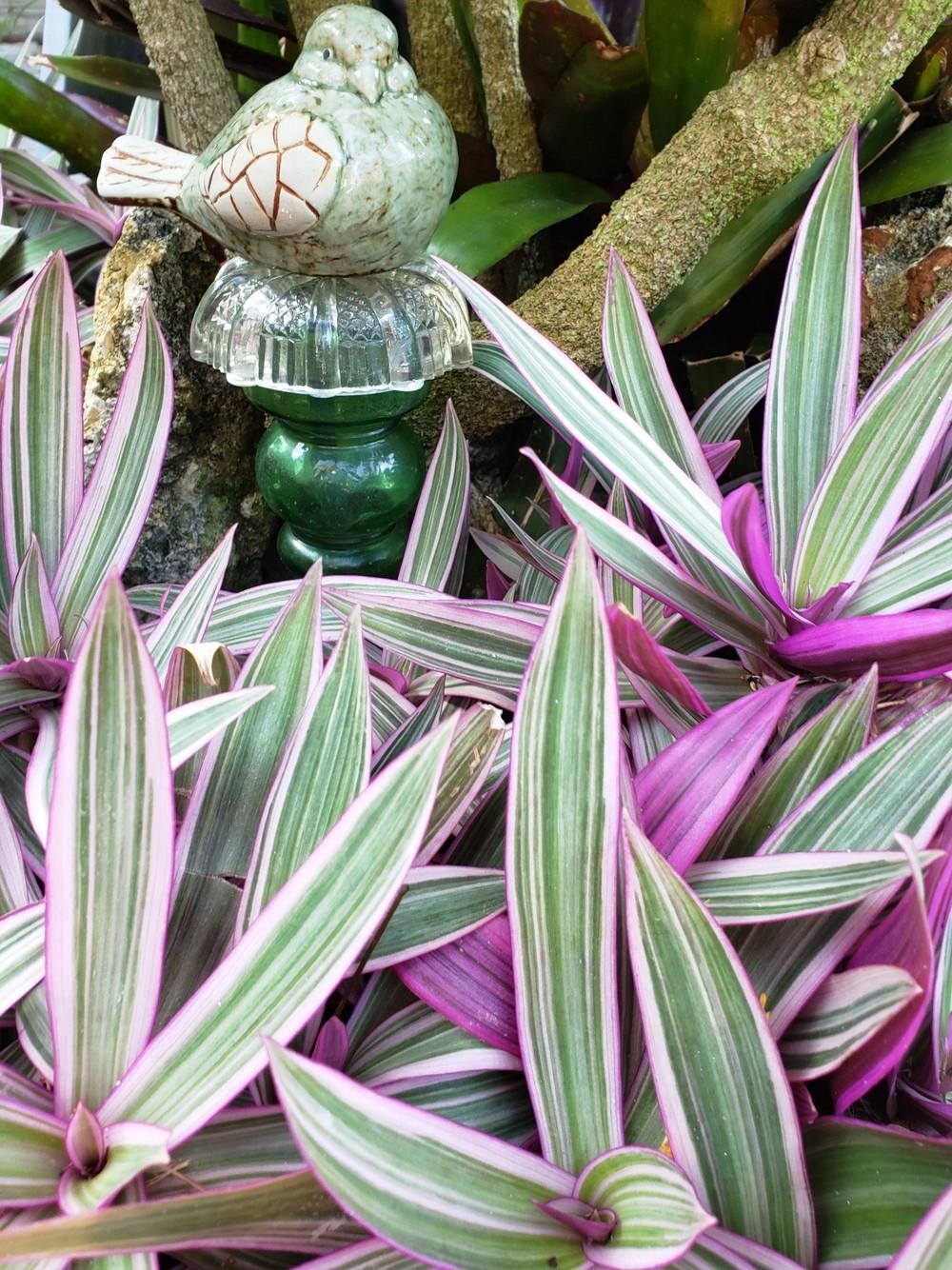 Photo of Oyster Plant (Tradescantia spathacea) uploaded by CBJoyce