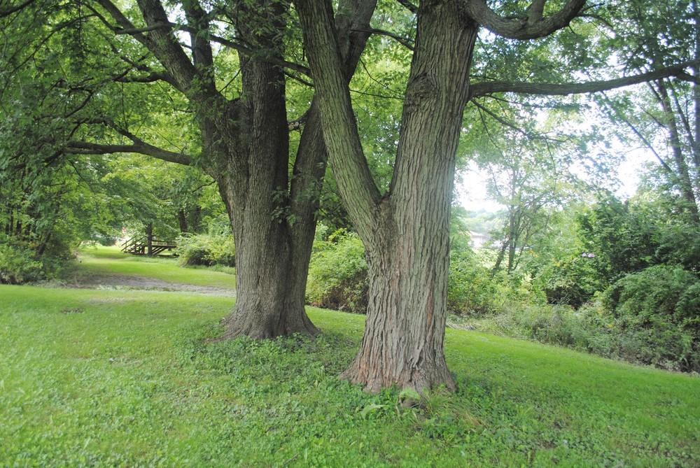 Photo of Silver Maple (Acer saccharinum) uploaded by ILPARW