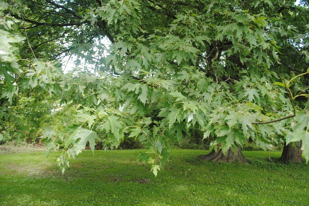 Photo of Silver Maple (Acer saccharinum) uploaded by ILPARW