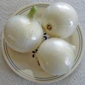 Mature Bulbs 3" to 4" In Diameter; Outer Skins Removed