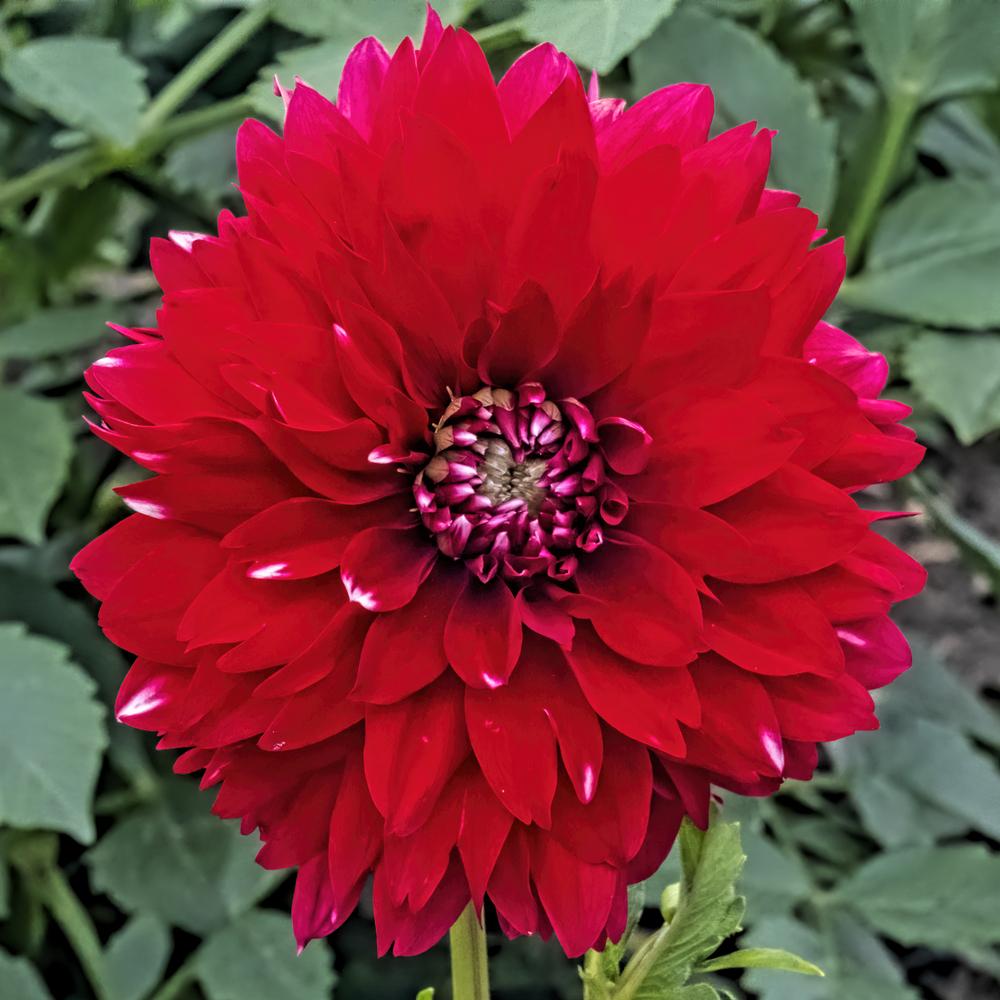 Photo of Dahlia 'Patches' uploaded by arctangent