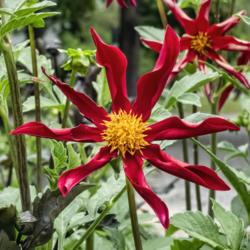 Location: Dahlia Hill, Midland, Michigan
Date: 2019-08-15
Dahlia Marie Schnugg is easily recognizable as an orchid-flowerin