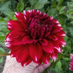 Location: Dahlia Hill, Midland, Michigan
Date: 2019-08-15
Another anomalous bloom of this red/white bi-color dahlia.  Ideal