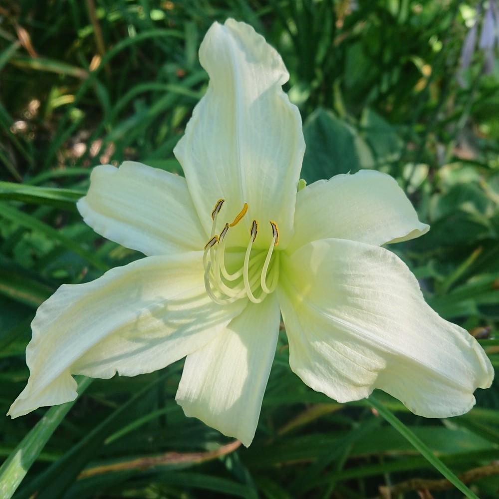 Photo of Daylily (Hemerocallis 'Dad's Best White') uploaded by D3LL