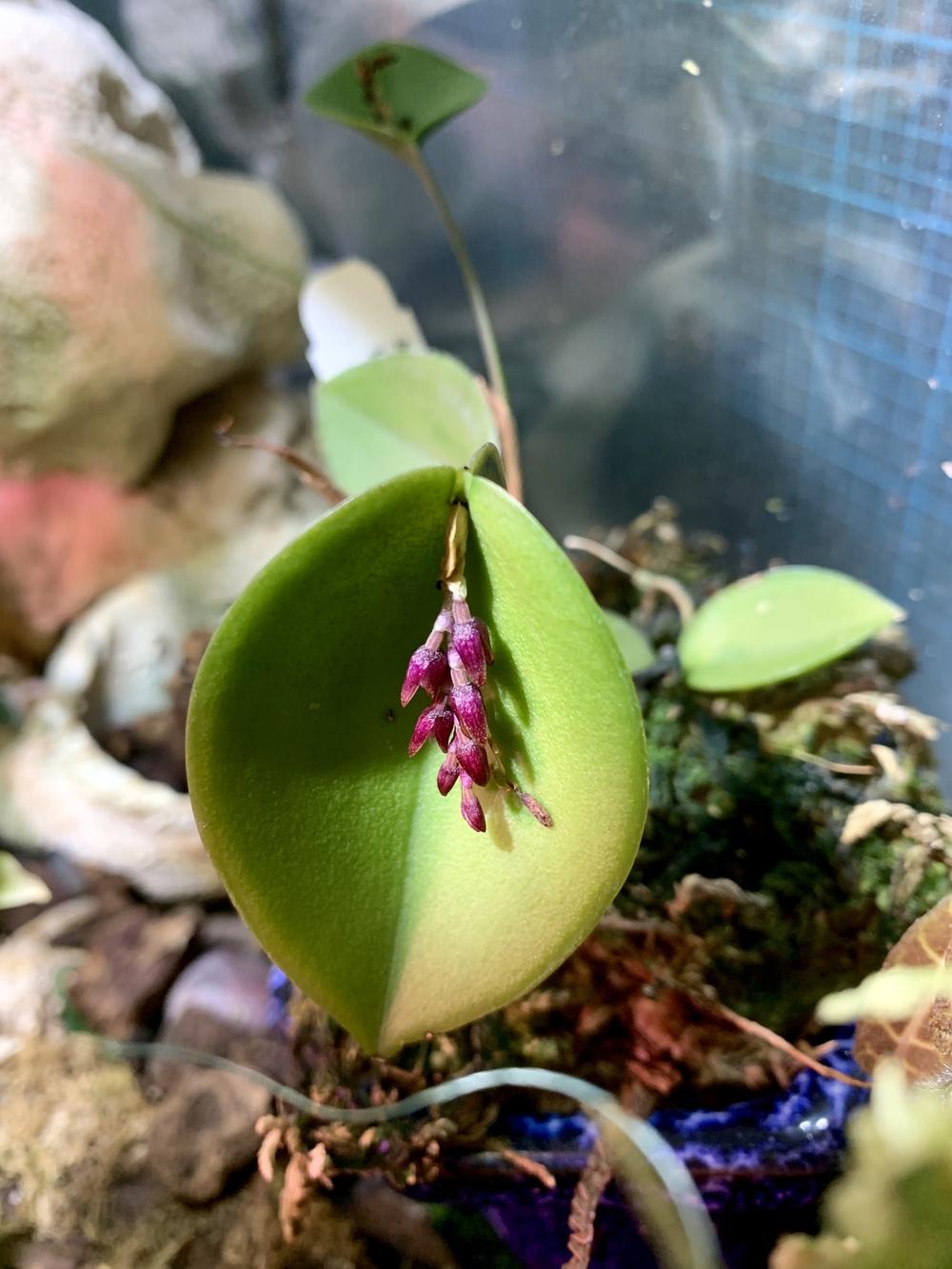 Photo of Orchid (Acianthera prolifera) uploaded by Gina1960