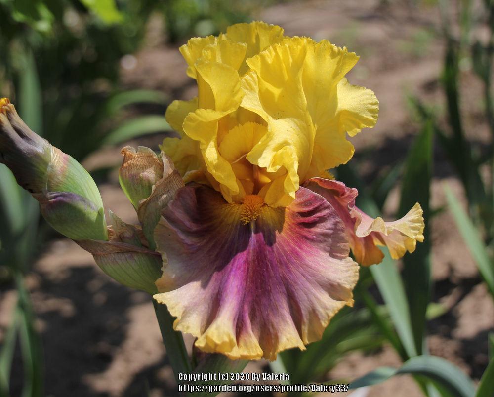 Photo of Tall Bearded Iris (Iris 'In Living Color') uploaded by Valery33