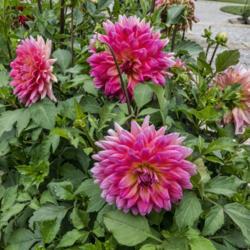 Location: Dahlia Hill, Midland, Michigan
Date: 2019-08-15
Blooms of Fire Magic on these plants were mostly side-facing