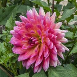Location: Dahlia Hill, Midland, Michigan
Date: 2019-08-15
Nominally a flame blend, the colors look more pink or coral and y