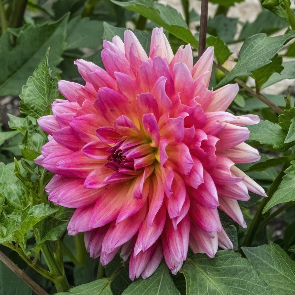 Photo of Dahlia 'Fire Magic' uploaded by arctangent
