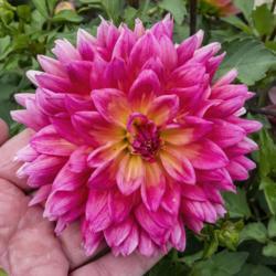 Location: Dahlia Hill, Midland, Michigan
Date: 2019-08-15
Blooms are about the width of my hand