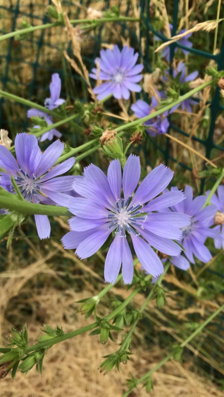Photo of Chicory (Cichorium intybus) uploaded by Araceae