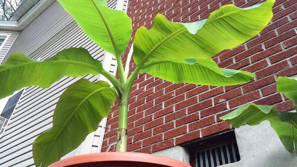 Photo of Japanese Hardy Banana (Musa basjoo) uploaded by Araceae