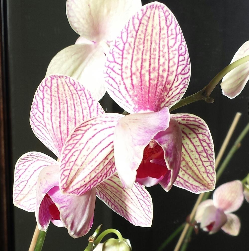 Photo of Moth Orchid (Phalaenopsis) uploaded by CBJoyce