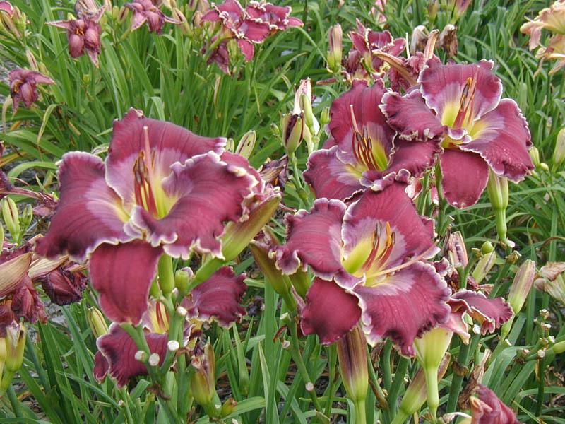 Photo of Daylily (Hemerocallis 'All Things Made New') uploaded by Calif_Sue