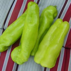 Location: Long Island, NY 
Date: 2020-08-12
Unripe peppers
