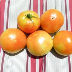 Location: Long Island, NY 
Date: 2020-08-12
Perfect tomatoes.