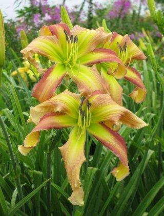 Photo of Daylily (Hemerocallis 'Down by the Creek') uploaded by Calif_Sue